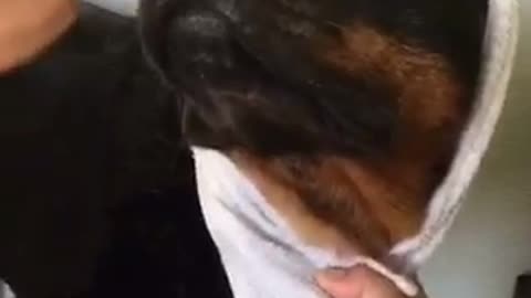 Rottweiller scares of vacuum drying him off