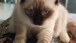 Cat Massage Belly: I got my morning massage