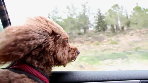 Funny and Profound Dog Observing the New Visited Places Just Like a Japanese Master