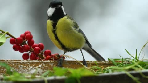 A bird eats its food