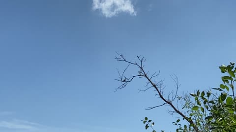 Kingfisher atop a tree enjoying scenery