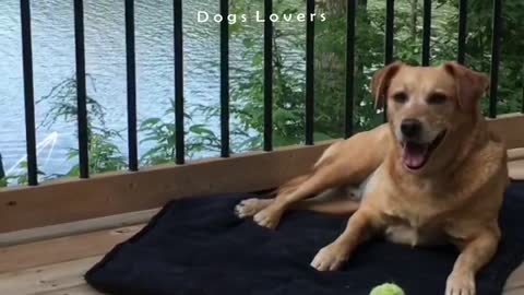 A Dog Sits With Him Tennis Ball And is Doing To Give Me