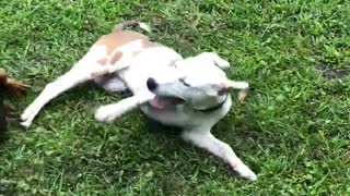 Catahoula pups having play time