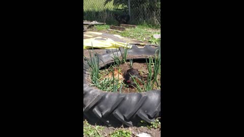 Chickens taking a dirt bath in my Onions