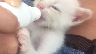 Bottle Fed Kitten