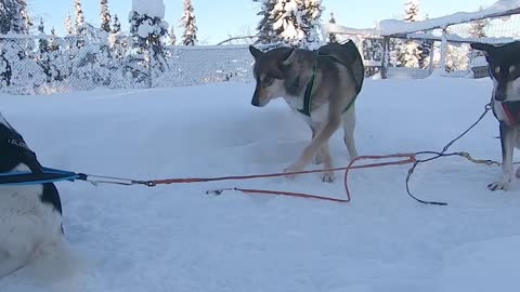 Mushing - How to line up a sled dog team
