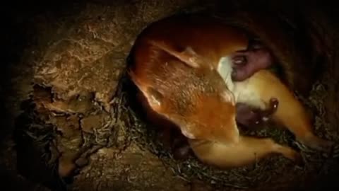 Squirrel has amazing birth in the hole of tree