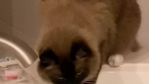 Funny Cat Wants to Know Why Water is Not Coming Out of Tub Water Spout! Hilarious!! #shorts