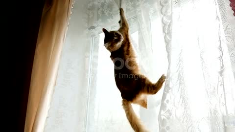 Red cat hung on the curtains and jumps down slow motion