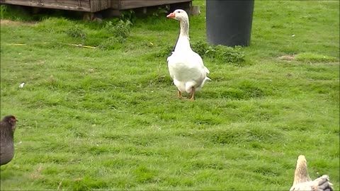 😄 💜❤💜 😄 A Relaxing Day in the Countryside. 😄 💜❤💜 😄