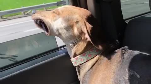 Brown dog sticks head out window and blows lips back