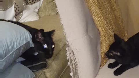 Two Black Cats - Bernie meets his Sister Lani on a chair
