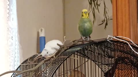 Budgie Couple; She Does The Heavy Lifting, He Does The Curtains