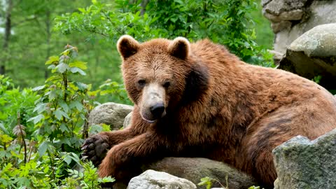 bear sleeping and almost falling