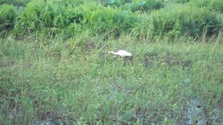 A Great Egret