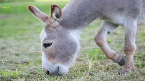 Neighing Donkeys, Donkey Neighing Sound