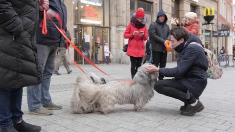 A Man Tourist plays with Dogs on the Street of Wroclaw, Poland