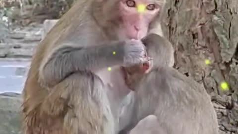 Monkey is a kind of lively and cute animal