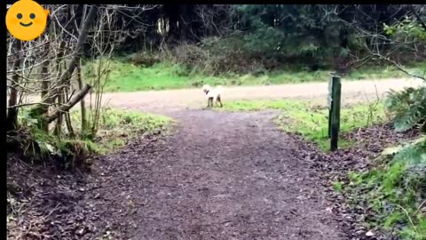 Have you ever seen a dog running in nature?-Funny Dog Videos