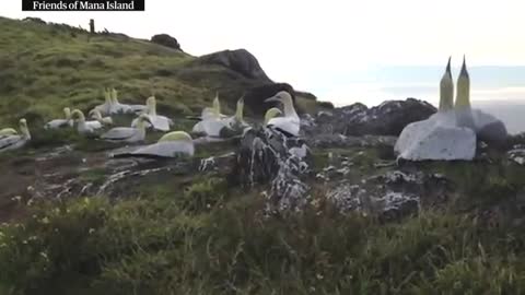 Nigel the lonely gannet surrounded by concrete birds on Mana Island