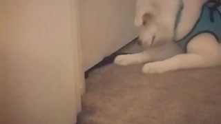 White dog tries to grab paws under a doorway