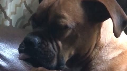 Dog Can’t Stay Awake