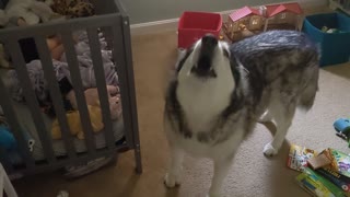 Concerned Malamute Tries To Comfort Crying Baby