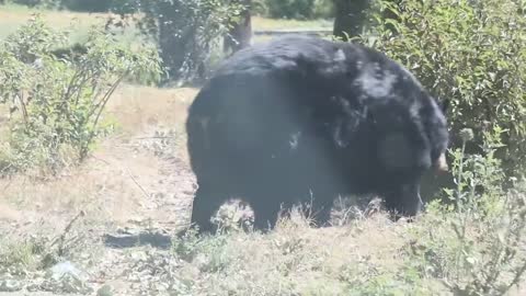 The fattest bear I have ever seen and very cool!