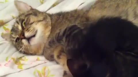 Kitten Trying to Wake up Her momy