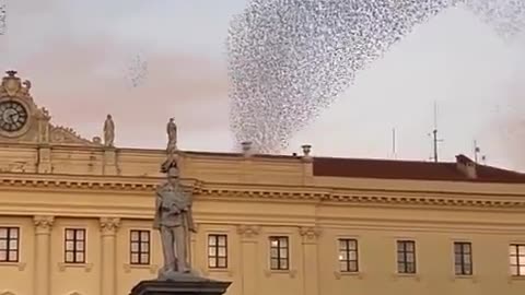 Murmuration of starlings in Italy.. 😊