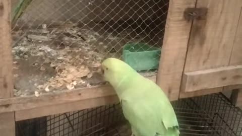 parrot 🦜🦜 video 😊❤️❤️