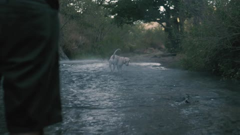 happy dog ​​running in the water from side to side