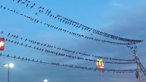 Birds on telephone lines