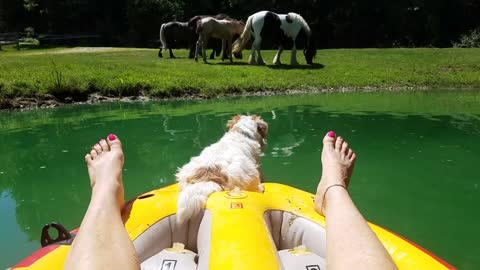 Adorable pup goes for a ride on the pond