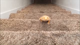 Bearded dragon climbs stairs for exercise