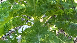 Kale going strong in southeast texas