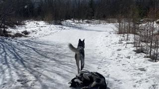 Adorable Husky Drags Lazy Sibling