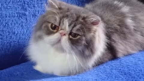 cute Persian cat from the Floratta do Brasil cattery