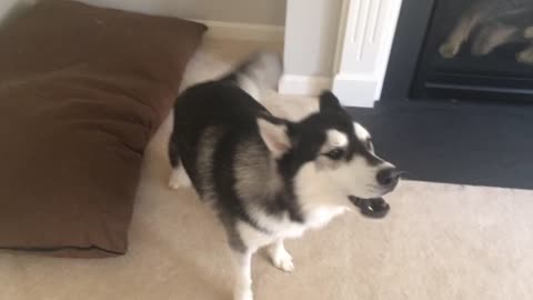 Talking Siberian Husky argues with squeaky toy