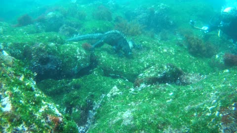 Galapagos Sea Iguana feeding