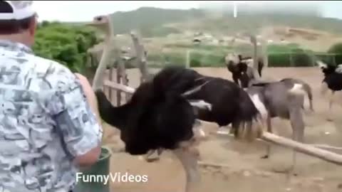 funny zoo Animals Funny Animals Videos