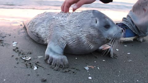 Seal Pup Gets a Good Scratch