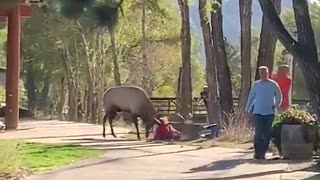 Men watch as woman assaulted by elk
