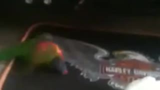 Mad bird chucks flips over ball of paper