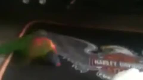 Mad bird chucks flips over ball of paper