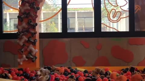 Mini Aussie enthusiastically jumps into ball pit