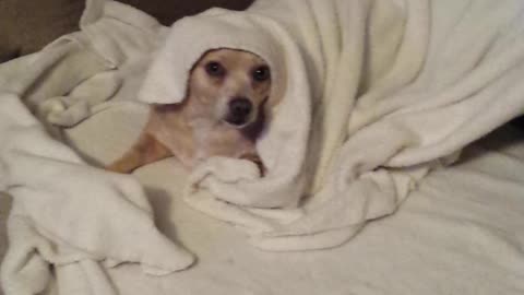 Chihuahua mix is over being cold