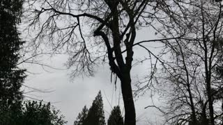 Trimming maple tree