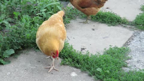 Meet our flock, of chickens: part 2