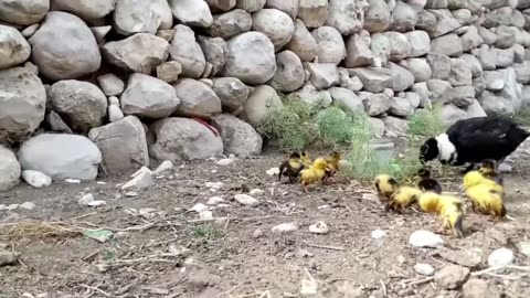 Pigeon lovers watch this 2020 video | pigeons harvesting eggs | kabootar k beautiful bachay dekain